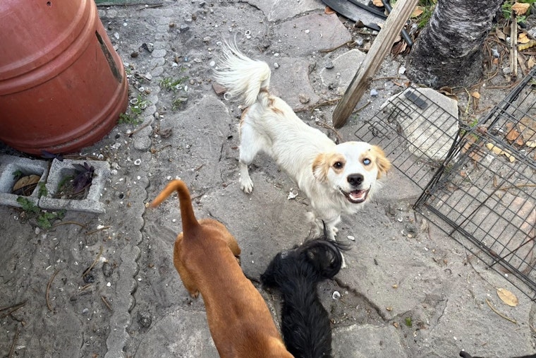 Palm Beach ‘House Of Horrors’: 10 Neglected Dogs Rushed Out Of Senior Couple’s Home