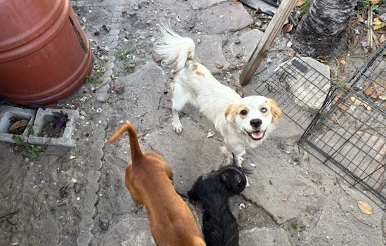 Palm Beach ‘House Of Horrors’: 10 Neglected Dogs Rushed Out Of Senior Couple’s Home