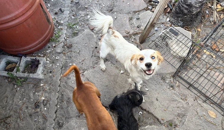 Palm Beach ‘House Of Horrors’: 10 Neglected Dogs Rushed Out Of Senior Couple’s Home