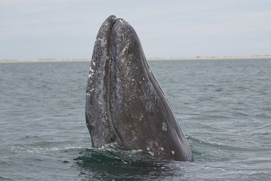 Palos Verdes Cliff Crew Stunned As Gray Whales Vanish From View