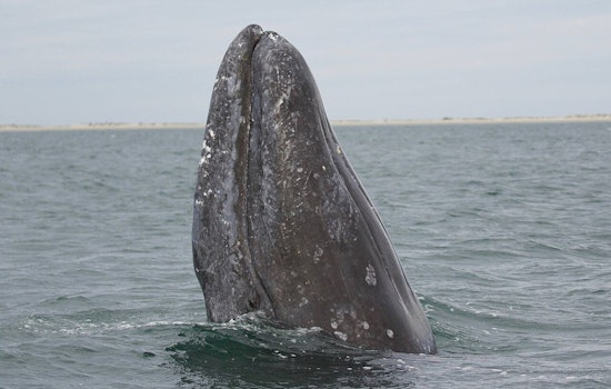 Palos Verdes Cliff Crew Stunned As Gray Whales Vanish From View