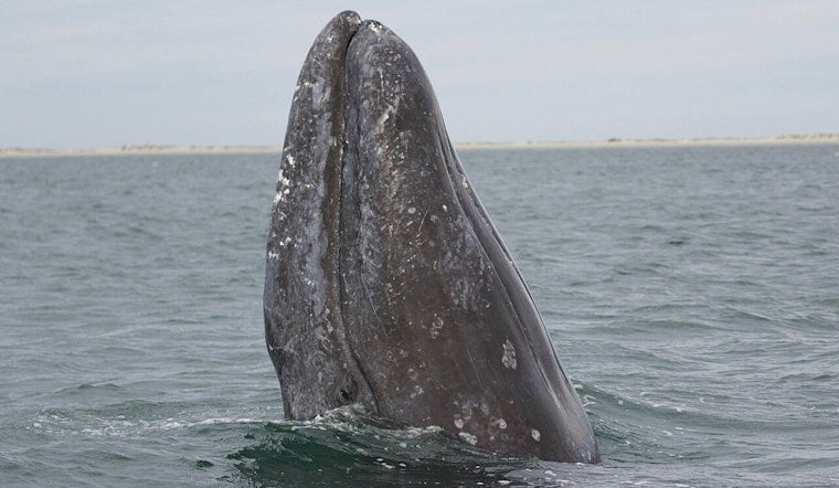 Palos Verdes Cliff Crew Stunned As Gray Whales Vanish From View