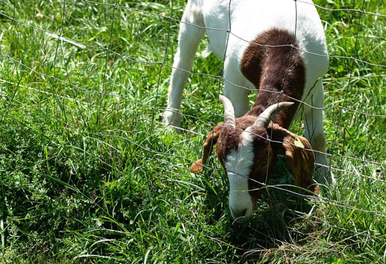 Pasadena Stewards Urge Pause On Arroyo Goat Grazing