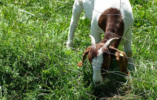 Pasadena Stewards Urge Pause On Arroyo Goat Grazing