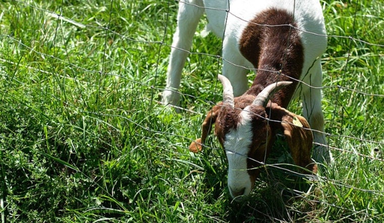 Pasadena Stewards Urge Pause On Arroyo Goat Grazing