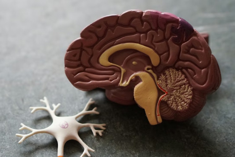 Penn State Study Says Tiny Tummy Tenses May Help Flush Dementia Waste