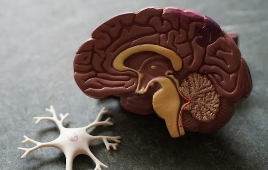 Penn State Study Says Tiny Tummy Tenses May Help Flush Dementia Waste