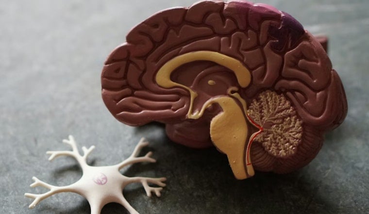 Penn State Study Says Tiny Tummy Tenses May Help Flush Dementia Waste
