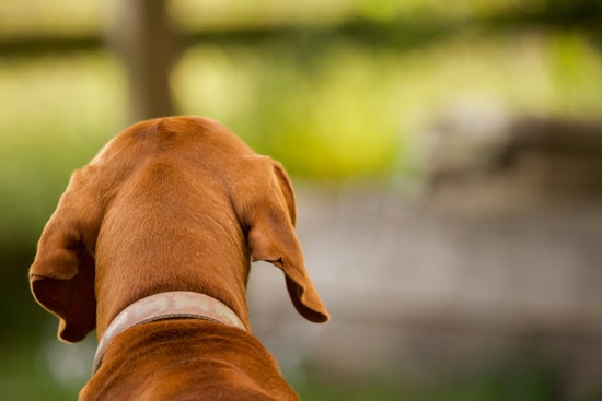 Phoenix Dog Rescue On The Brink As Rent Hike Threatens To Shut Its Doors