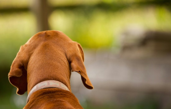 Phoenix Dog Rescue On The Brink As Rent Hike Threatens To Shut Its Doors