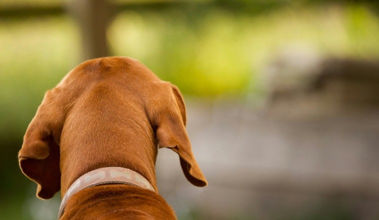 Phoenix Dog Rescue On The Brink As Rent Hike Threatens To Shut Its Doors