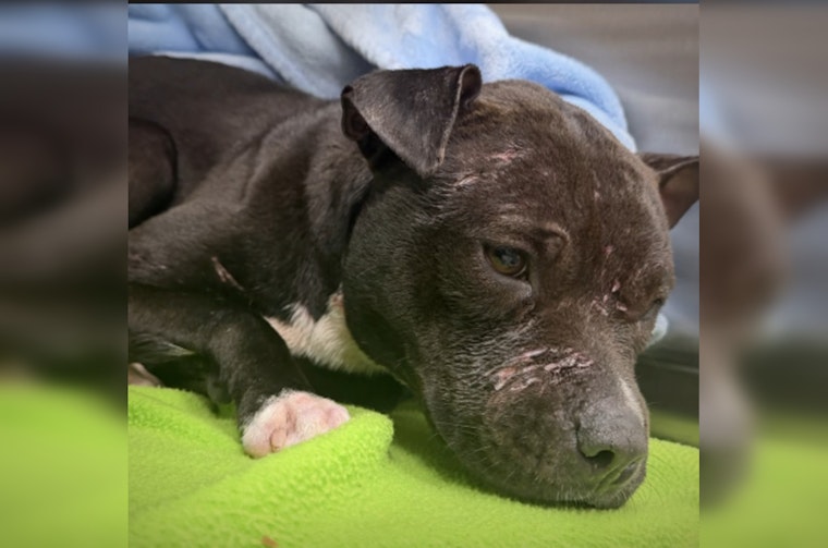 Flagler Pitbull Pup Dumped In Ditch, Left Wounded As Cops Hunt Suspect