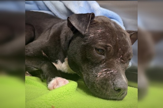 Flagler Pitbull Pup Dumped In Ditch, Left Wounded As Cops Hunt Suspect