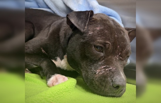 Flagler Pitbull Pup Dumped In Ditch, Left Wounded As Cops Hunt Suspect