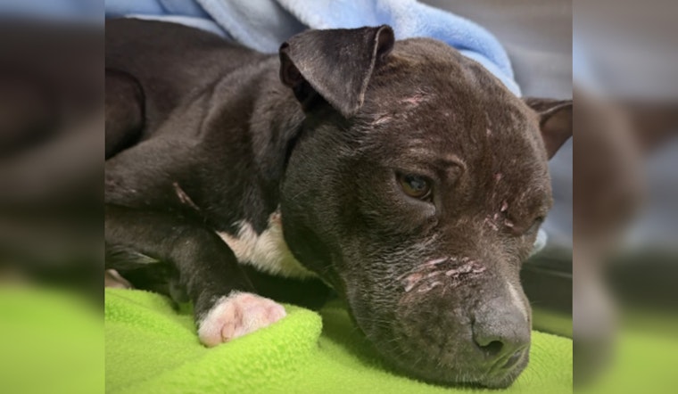 Flagler Pitbull Pup Dumped In Ditch, Left Wounded As Cops Hunt Suspect