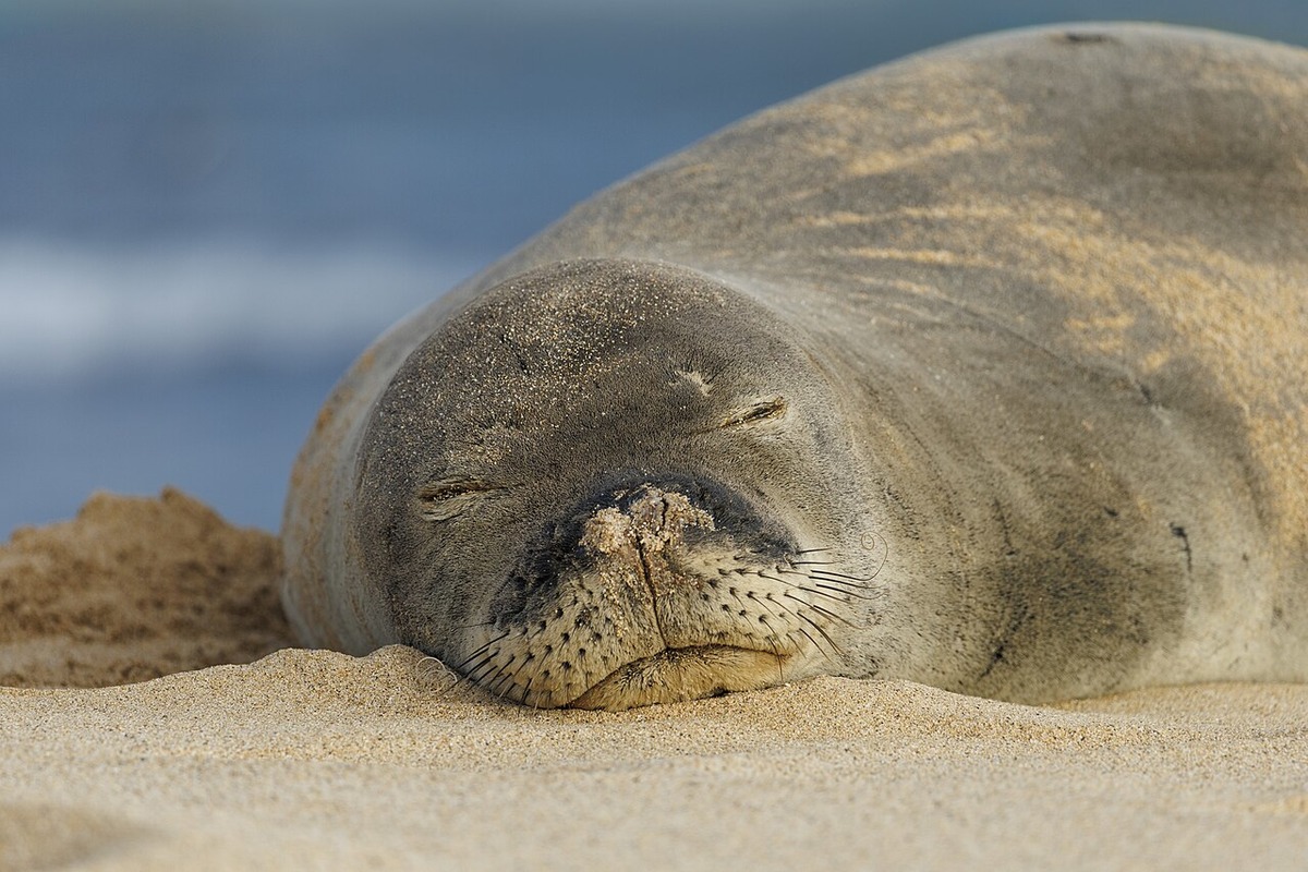 Plastic Peril Puts Hawaii's Monk Seals at Top of Grim Global List