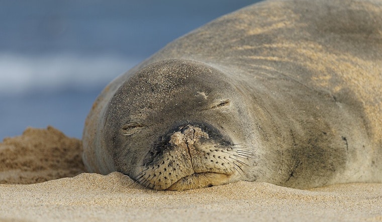 Plastic Peril Puts Hawaii’s Monk Seals at Top of Grim Global List
