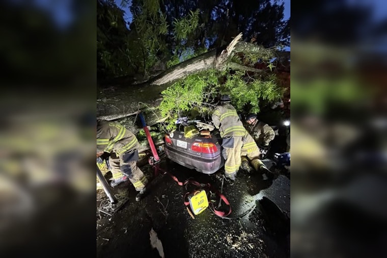 Plaza Midwood Tree Comes Crashing Down, Pins Driver In Nighttime Scare