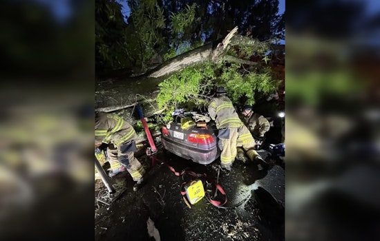 Plaza Midwood Tree Comes Crashing Down, Pins Driver In Nighttime Scare