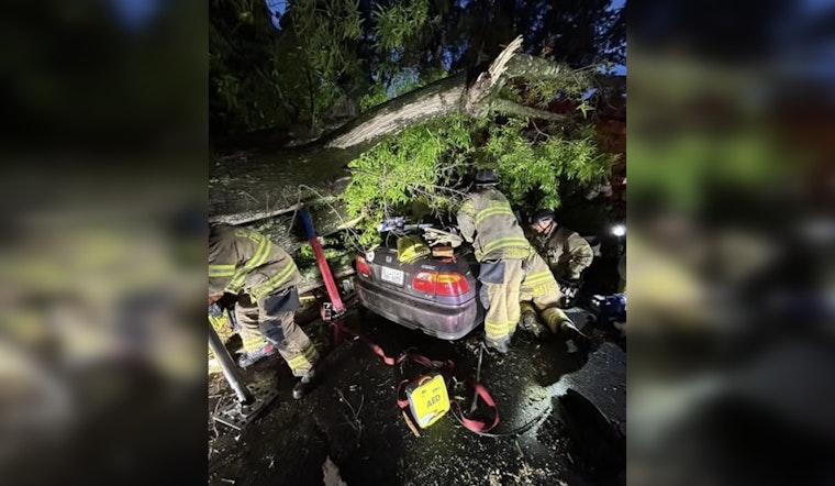 Plaza Midwood Tree Comes Crashing Down, Pins Driver In Nighttime Scare