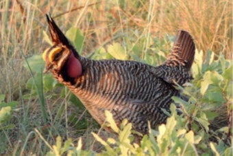 Prairie Chicken Crackdown: Colorado Land Board Plan Has Ranchers on Edge