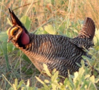 Prairie Chicken Crackdown: Colorado Land Board Plan Has Ranchers on Edge