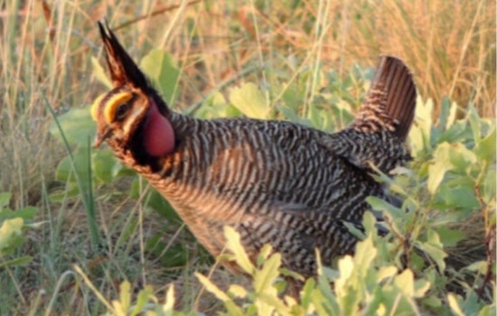Prairie Chicken Crackdown: Colorado Land Board Plan Has Ranchers on Edge