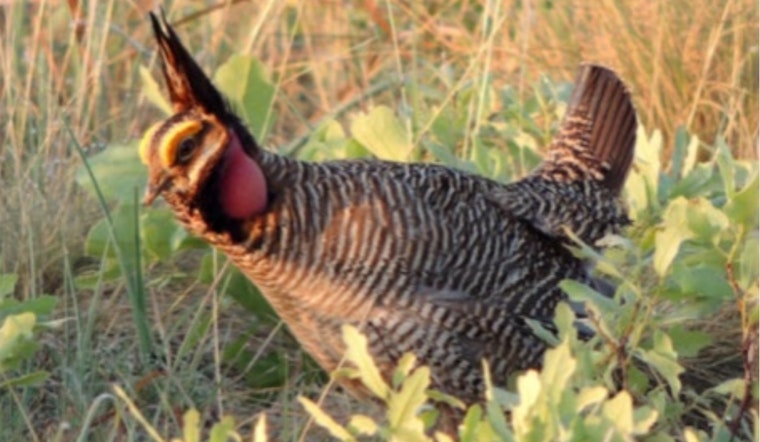 Prairie Chicken Crackdown: Colorado Land Board Plan Has Ranchers on Edge