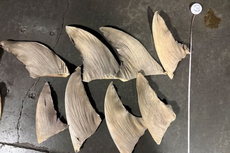 Private Jet From Hawaii Busted In California With Secret Shark Fin Haul