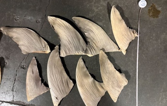 Private Jet From Hawaii Busted In California With Secret Shark Fin Haul