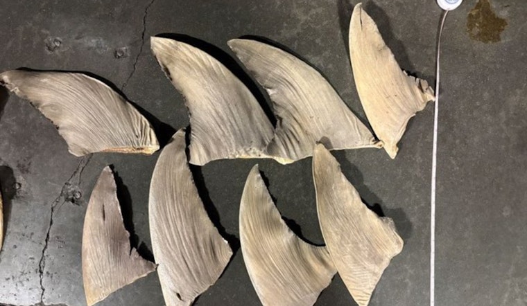 Private Jet From Hawaii Busted In California With Secret Shark Fin Haul