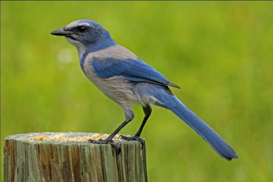 Punta Gorda Land Brawl: Tech Bro Goes To War Over Scrub‑Jay Rules