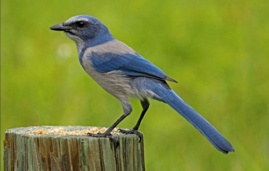 Punta Gorda Land Brawl: Tech Bro Goes To War Over Scrub‑Jay Rules