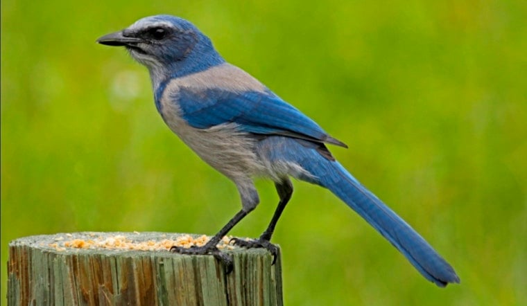 Punta Gorda Land Brawl: Tech Bro Goes To War Over Scrub‑Jay Rules