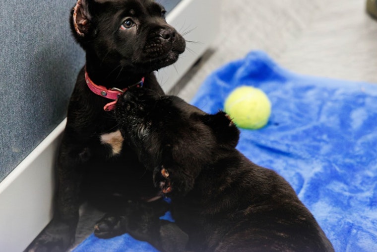 Puppy Palace Stickup In Oakhaven Ends With Safe Pups, Trio Busted