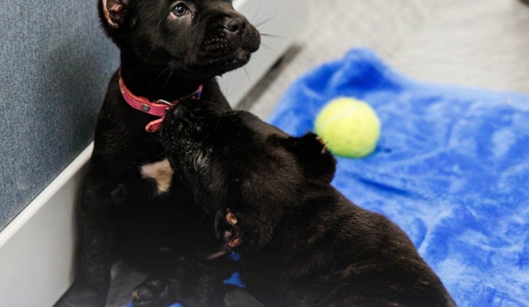 Puppy Palace Stickup In Oakhaven Ends With Safe Pups, Trio Busted