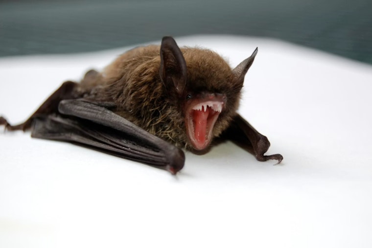 Rabid Attic Bat Spooks Haddonfield Home, Puts Three Cats Under Lockdown
