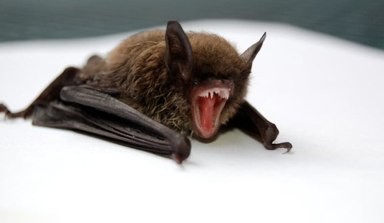 Rabid Attic Bat Spooks Haddonfield Home, Puts Three Cats Under Lockdown