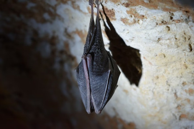 Rabid Bat In Fremont’s Glenmoor Neighborhood Triggers Door-to-Door Scare
