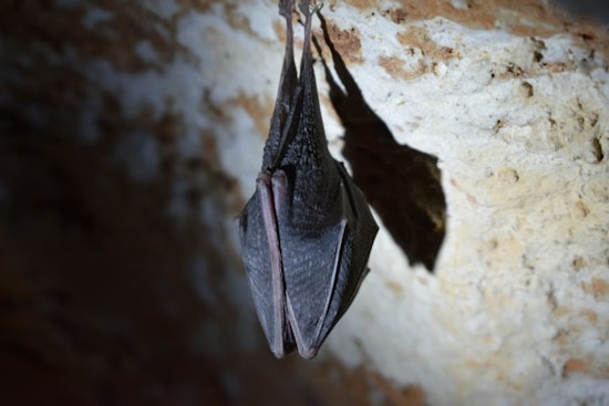 Rabid Bat In Fremont’s Glenmoor Neighborhood Triggers Door-to-Door Scare