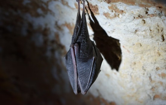 Rabid Bat In Fremont’s Glenmoor Neighborhood Triggers Door-to-Door Scare