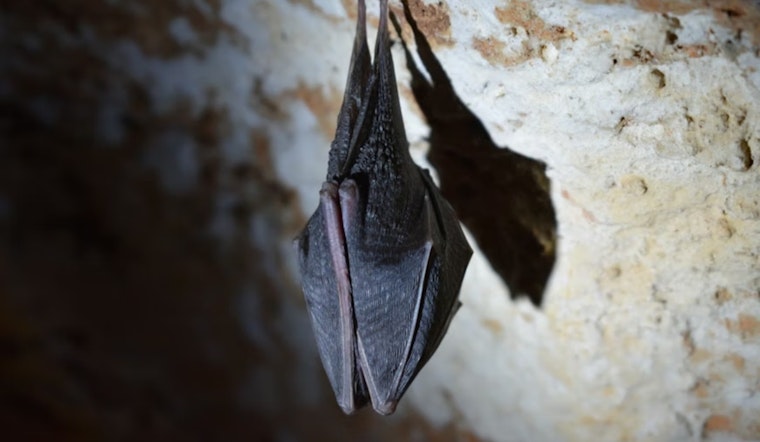 Rabid Bat In Fremont’s Glenmoor Neighborhood Triggers Door-to-Door Scare