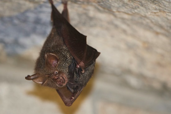 Rabid Bat On Fullerton College Steps Sparks County Health Scare