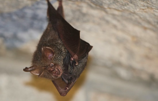 Rabid Bat On Fullerton College Steps Sparks County Health Scare