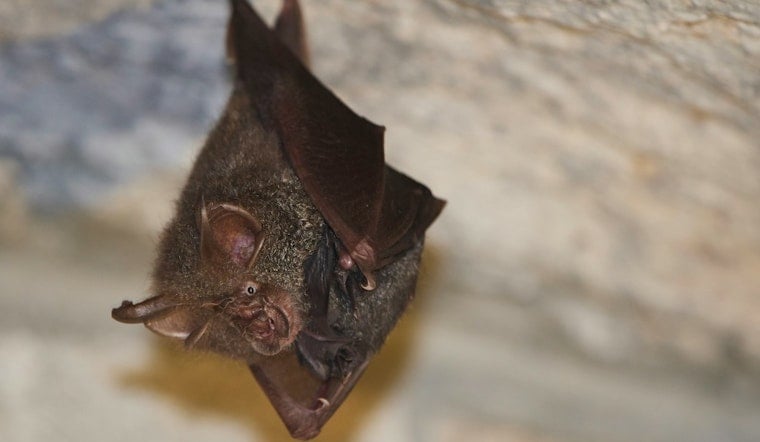 Rabid Bat On Fullerton College Steps Sparks County Health Scare