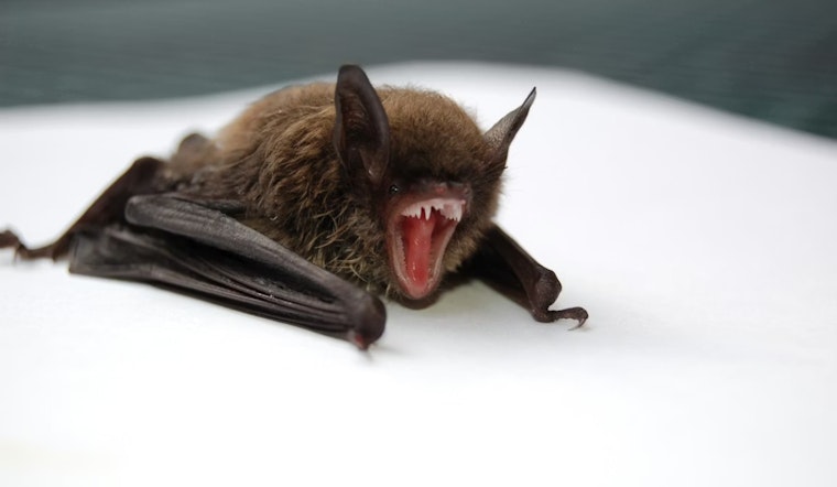 Rabid Bat Sparks 2026 Rabies Scare in Washington County, Utah