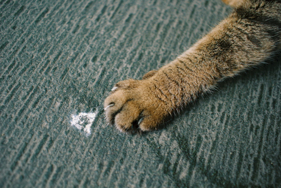 Rabid Cat Scare Has Tavares Neighbors Rushing For Free Pet Shots