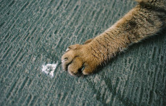 Rabid Cat Scare Has Tavares Neighbors Rushing For Free Pet Shots