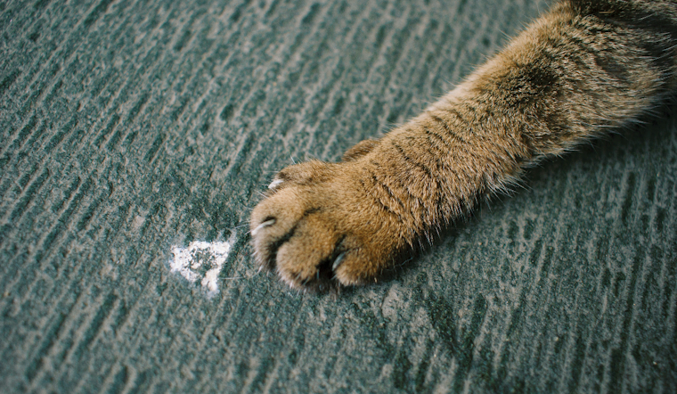 Rabid Cat Scare Has Tavares Neighbors Rushing For Free Pet Shots