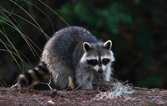 Rabid Raccoon And House Cat Rattle Chapel Hill Neighborhoods